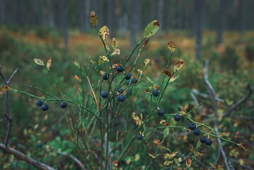 Blueberries on a bush in an autumn forest. Close-up of a blueberry bush with yellowing leaves. Wild berries in the woods.