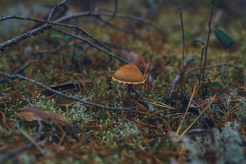 A small mushroom in the forest is hidden among branches and leaves. Close-up of a small mushroom in the autumn forest.