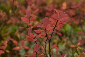 Close-up of a blueberry bush in late autumn. A small forest plant. A beautiful red blueberry shrub in the woods.