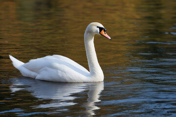 Naklejka premium A graceful swan gliding across a serene water surface reflects tranquility and elegance, encapsulating the beauty of wildlife in a natural setting, perfect for nature enthusiasts.
