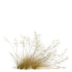Eragrostis curvula tree, front view, 8K PNG, isolate, cutout, Golden grass on transparent background for design