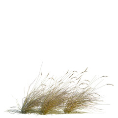 Hilaria mutica tree, front view, 8K PNG, isolate, cutout, Golden grass blowing in the wind on transparent background