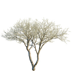 Senegalia mellifera tree, front view, 8K PNG, isolate, cutout, Tree with white blossoms on transparent background