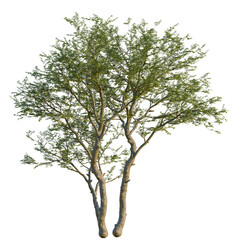 Senegalia mellifera tree, front view, 8K PNG, isolate, cutout, Tree with lush green leaves on transparent background