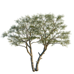 Senegalia senegal tree, front view, 8K PNG, isolate, cutout, Mature tree with lush green leaves on transparent background