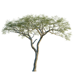 Vachellia nilotica tree, front view, 8K PNG, isolate, cutout, Tree with green leaves on transparent background for design