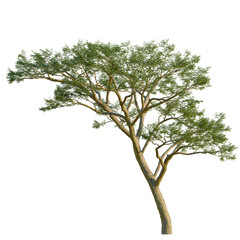 Vachellia xanthophloea tree, front view, 8K PNG, isolate, cutout, Tall tree with lush green leaves on transparent background