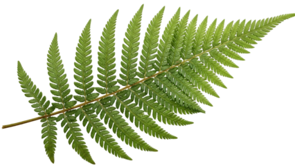 Green fern leaf branch with pointed leaflets on white background, natural foliage plant