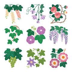 Climbing vine and hanging flower illustration set with wisteria roses leafy creepers garden decoration flat vector design collection © RA Studio
