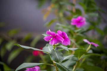 Fototapeta premium Pink Catharanthus roseus flower blooming with green leaves, captured in soft natural light with a blurred garden background.