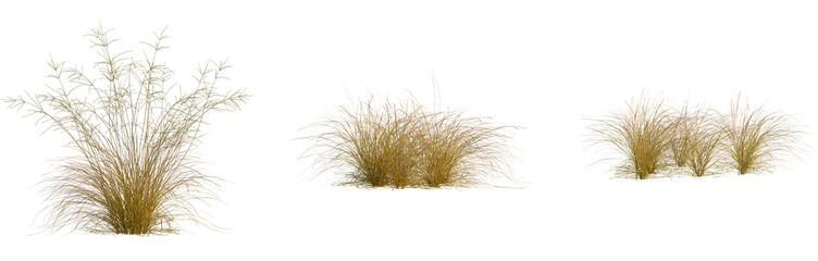 Eragrostis curvula tree, front view, cutout, isolate, 8k PNG, Dry grass clumps on transparent background for design