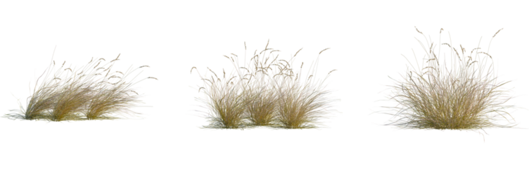 Hilaria mutica tree, front view, cutout, isolate, 8k PNG, Dry grass clumps blowing in the wind on a transparent background