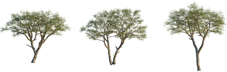 Fototapeta premium Senegalia senegal tree, front view, cutout, isolate, 8k PNG, Set of three trees with green leaves on transparent background