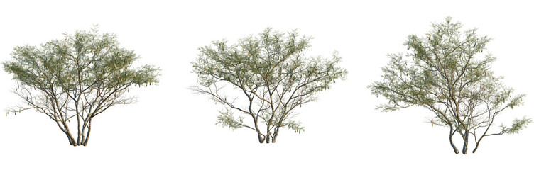 Senegalia senegal tree, front view, cutout, isolate, 8k PNG, Set of three trees with green leaves on transparent background