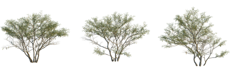 Senegalia senegal tree, front view, cutout, isolate, 8k PNG, Set of three trees with green leaves on transparent background