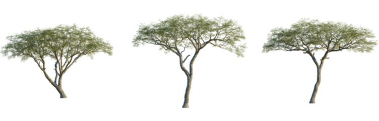 Vachellia nilotica tree, front view, cutout, isolate, 8k PNG, Three trees with green leaves on transparent background