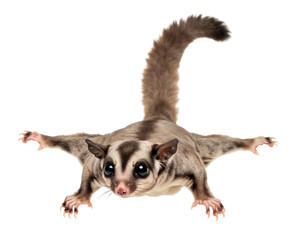 Sugar Glider or Petaurus breviceps Flying or Gliding cut out