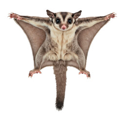 Sugar Glider or Petaurus breviceps Flying or Gliding cut out