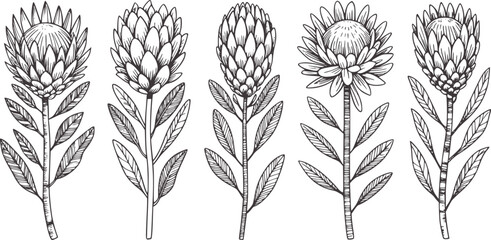Five black ink protea flower branch flowers branches