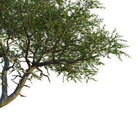 Balanites aegyptiaca tree, corner view, cutout, isolate, 4K Png, Tree with green leaves on transparent background for design