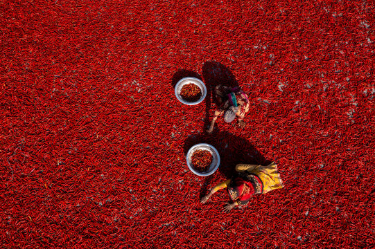 Aerial view of women amidst a sea of vibrant red chilies spread out for drying, creating a striking contrast of color and texture, Sariakandi, Rajshahi Division, Bangladesh.