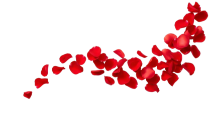 Rose Petals Falling Isolated on a Transparent Background PNG Image