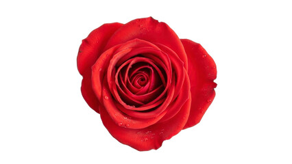 Naklejka premium Red Rose Blossom on Transparent Background, PNG Image