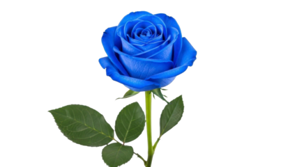 Blue Rose Flower Isolated on a Transparent PNG file