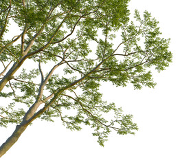 Fototapeta premium Vachellia xanthophloea tree, corner view, cutout, isolate, 4K Png, Tree branch with lush green leaves on transparent background