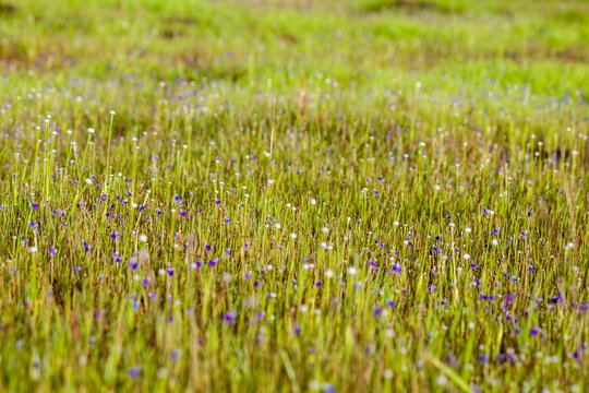 Wild purple flowers blooming in the Kaas Plateau grassland, Maharashtra, creating a colorful natural meadow during the monsoon season.