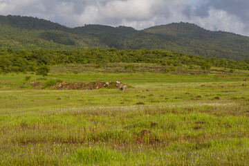 Lush green meadow with forested hills and dramatic cloudy sky creating a peaceful rural landscape.