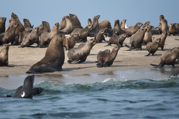 leones marinos de ilha dos tigres, angola