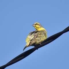 Small yellow and black finch perched on an electrical wire