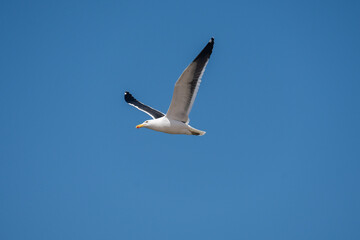 Gaviota volando en Angola