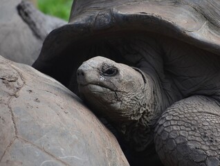 Close up of the face of an old tortoise resting on another's shell