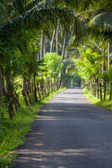 Palm tree lined tropical countryside road with lush green coconut palms, scenic rural asphalt pathway, peaceful summer nature landscape, travel background, exotic paradise, tranquil outdoor scenery