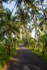 Obraz premium Palm tree lined tropical countryside road with lush green coconut palms, scenic rural asphalt pathway, peaceful summer nature landscape, travel background, exotic paradise, tranquil outdoor scenery