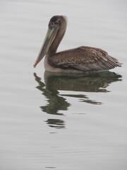 pelican in the water
