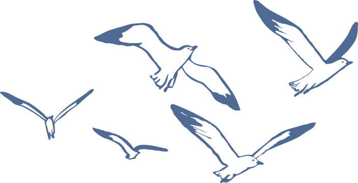 Hand drawn flying seagulls in simple blue line art style. Minimal coastal bird vector illustration with dynamic poses. Nautical, marine, nature graphic.