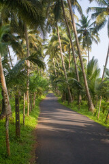 Obraz premium Palm tree lined tropical countryside road with lush green coconut palms, scenic rural asphalt pathway, peaceful summer nature landscape, travel background, exotic paradise, tranquil outdoor scenery