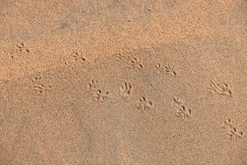 huellas en el desierto