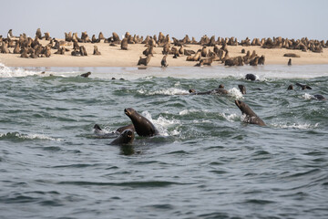 Leones marinos de Bahia dos Tigres, Angola © Alicia