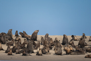 Leones marinos de Bahia dos Tigres, Angola © Alicia