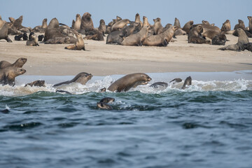 Fototapeta premium Leones marinos de Bahia dos Tigres, Angola