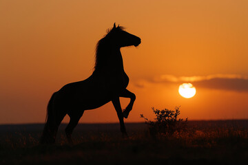 This breathtaking image captures the silhouette of a majestic horse rearing up against a vibrant sunset, symbolizing freedom, strength, and the beauty of nature's transitions.