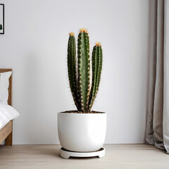 cactus in a pot