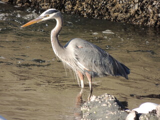 A great blue heron waits patiently for a fish to wander by