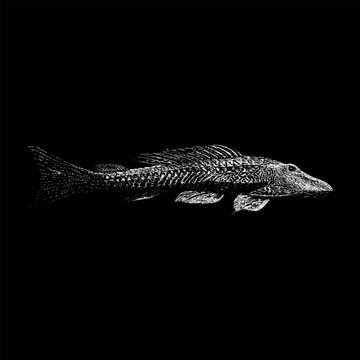 Cephalaspis is an extinct prehistoric fish illustrated in a detailed black and white style, showcasing its armored head and streamlined body from the early Devonian period.