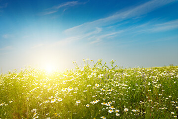 Sunrise over wild daisy meadow with blue sky and golden light
