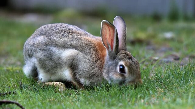 Grey small hare eating grass on New England backyard, closeup of a wild cottontail rabbit, mp4 video. AI
